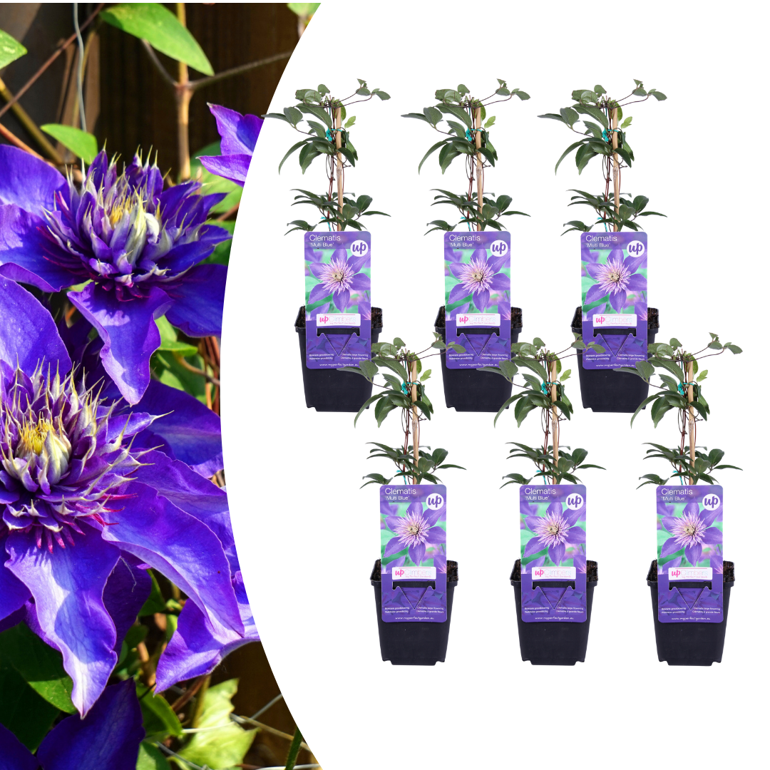 6x Clematis 'Multi Blue' – vaso P9 – particolare rampicante a fioritura blu