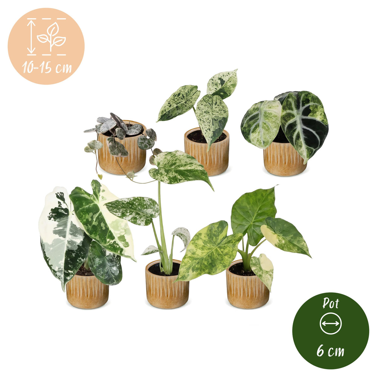 6x Baby Variegata Mix - Assorted - Tropical - incl. Linnea Honey - Ø6cm - ↕10-15cm