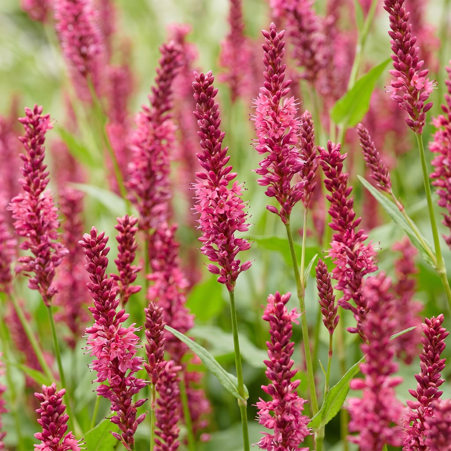 Vasteplant - Persicaria amplexicaulis - Duizendknoop - Schaduw - Rood - 1 Plant - Pot 11cm - Hoogte 15-25cm