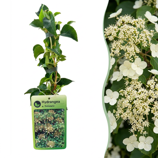 4x Hydrangea a. Petiolaris - Kletterhortensie - Weiß - Kletterpflanze - Ø9cm - ↕35cm