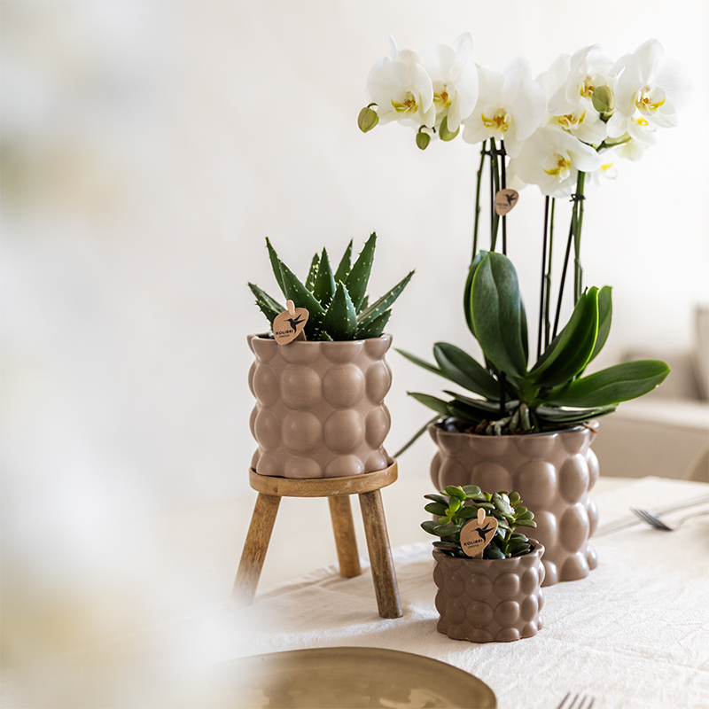 Kolibri Orchids | Set di piante Cotton sabbia | Piante verdi con orchidea Phalaenopsis bianca Ghent in vasi decorativi in ceramica