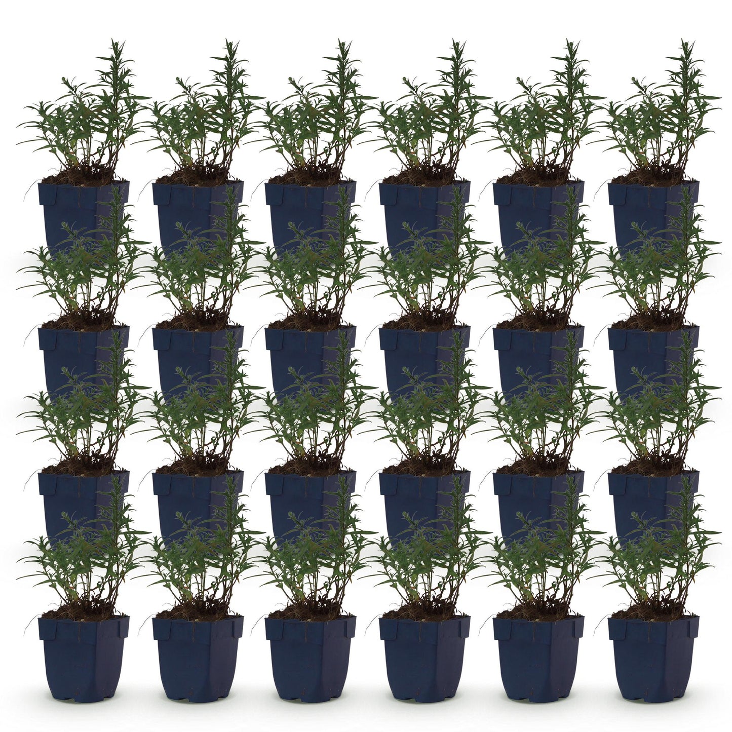 Green boutiQ - Plante vivace - Aster (D) Méditerranée - Aster de mer - Attire les abeilles et les papillons - Violet - 24 Plantes - Pot 11cm - Hauteur 15-25cm