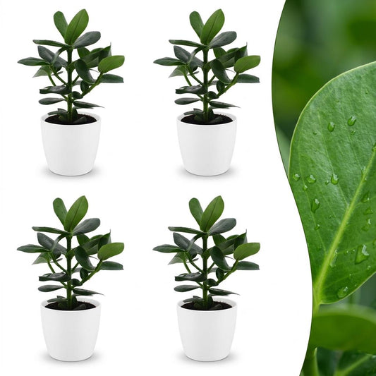 Clusia Princess - Clusia - 4 Plants - with White Pot - Pot 12cm - Height - 40cm
