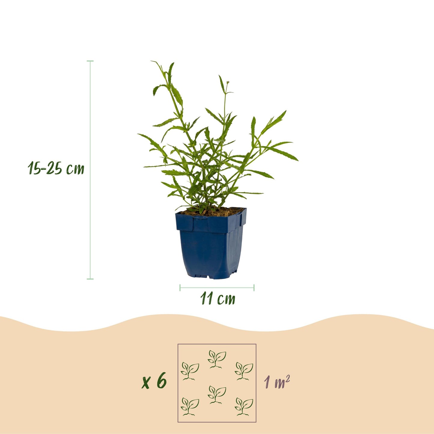 Green boutiQ - Plante vivace - Verbena bonariensis Lollipop - Verveine de Buenos Aires - Attire les abeilles et les papillons - Violet - 6 Plantes - Pot 11cm - Hauteur 15-25cm
