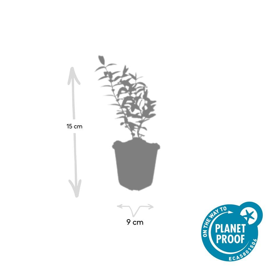 48x Hypericum 'Hidcote' - ↕10-25cm - Ø9cm