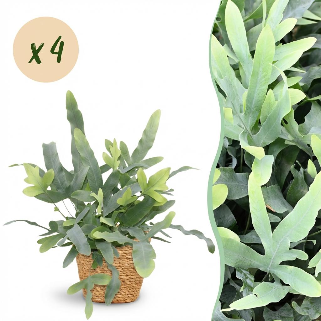 Green boutiQ - Houseplant - Phlebodium aureum Blue Star - Blue Fern - Pet-Friendly Plant - Blue - 4 Plants - with Basket - Pot 12cm - Height 25cm