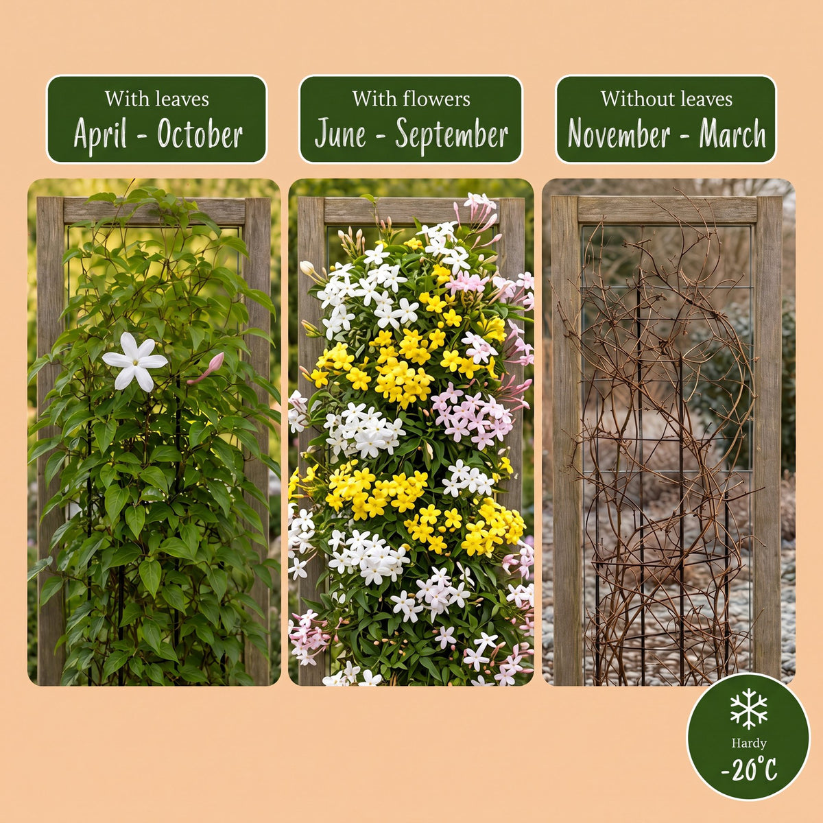 6x Jasminum Tricolour - Tricolor Jasmine - Yellow - White - Pink - Climbing plant - Ø9cm - ↕35cm