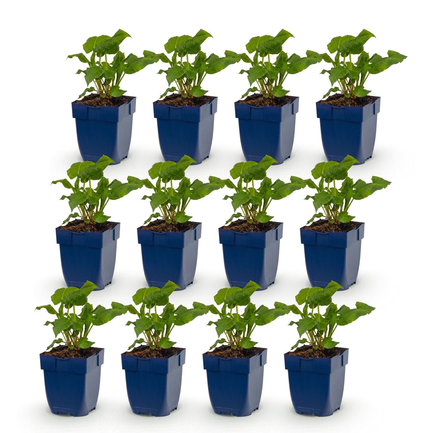 Green boutiQ - Plante vivace - Persicaria ampl. Alba - Renouée - Ombre - Blanc - 12 Plantes - Pot 11cm - Hauteur 15-25cm