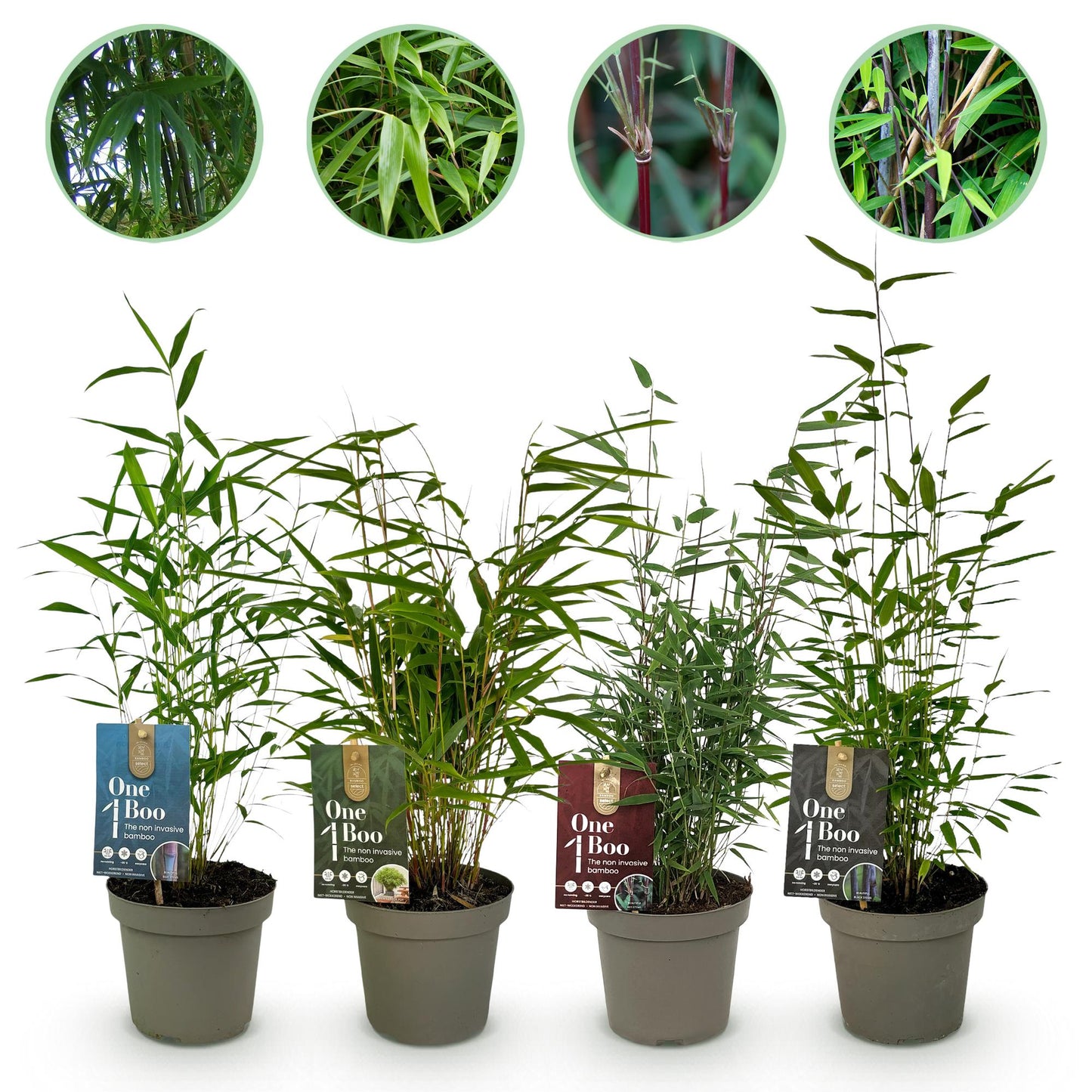 Green boutiQ - Bamboe - Fargesia mix Rainbow - Zwart, Rood, Blauw en Groen - 4 Planten - Bladhoudend - Niet Woekerend- Pot 14cm Hoogte 35cm