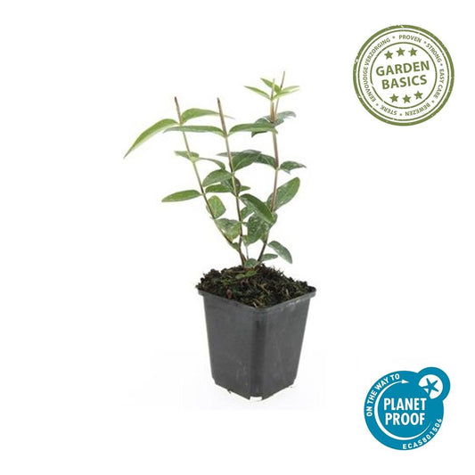 40x Hypericum inodorum 'Rheingold' - ↕10-25cm - Ø9cm