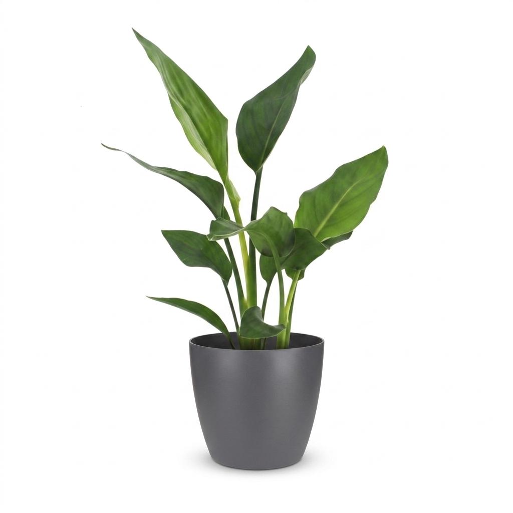 Strelitzia Reginea - Bird of Paradise Flower - 1 Plant - with Grey Pot - Pot 12cm - Height - 35cm