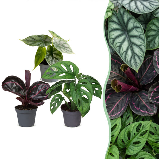 3x Baby Jungle Mix - Couleurs variées - Tropicale - Ø6cm - ↕10-15cm