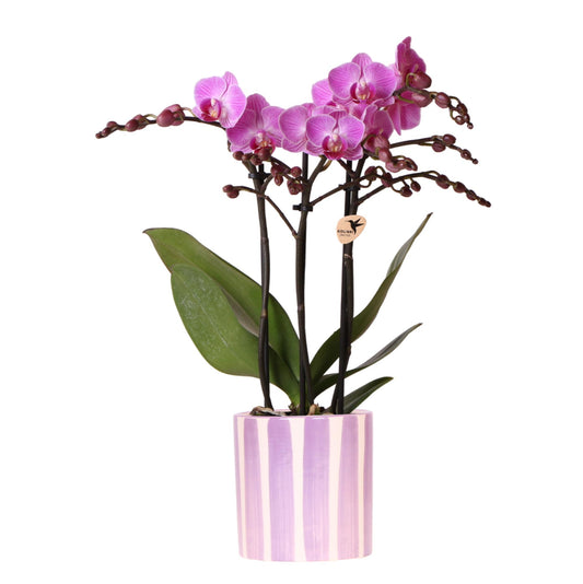 Orchidee Hummingbird | orchidea phalaenopsis viola Vienna + vaso Painted Stripe lilla - dimensioni del vaso Ø9cm | pianta da appartamento fiorita - fresca dal coltivatore