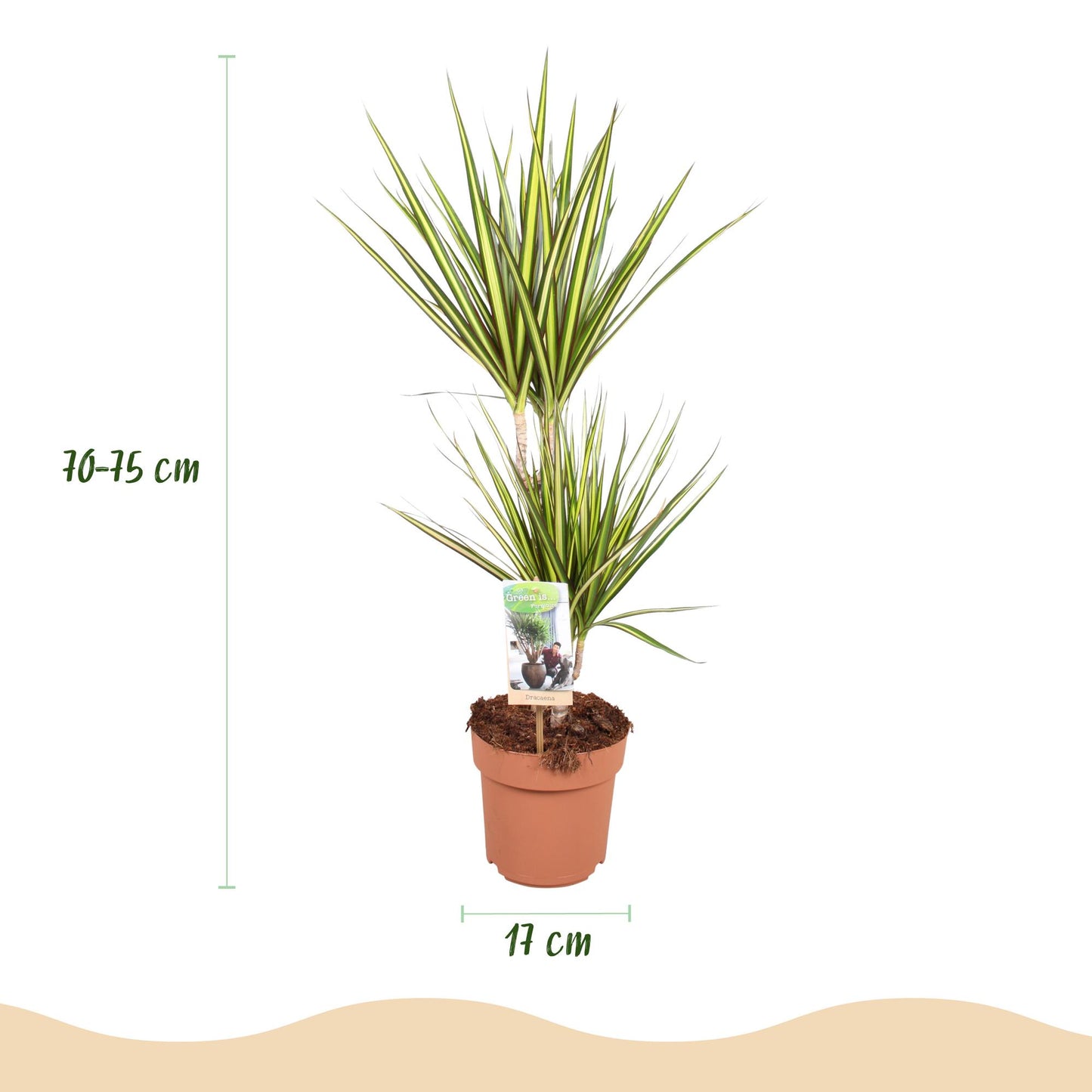 Green BoutiQ - Green is... Houseplants - Dracaena Sunray - Dragon Blood Tree - Low maintenance - Green - 1 Plant - Pot 17cm - Height 70-75cm