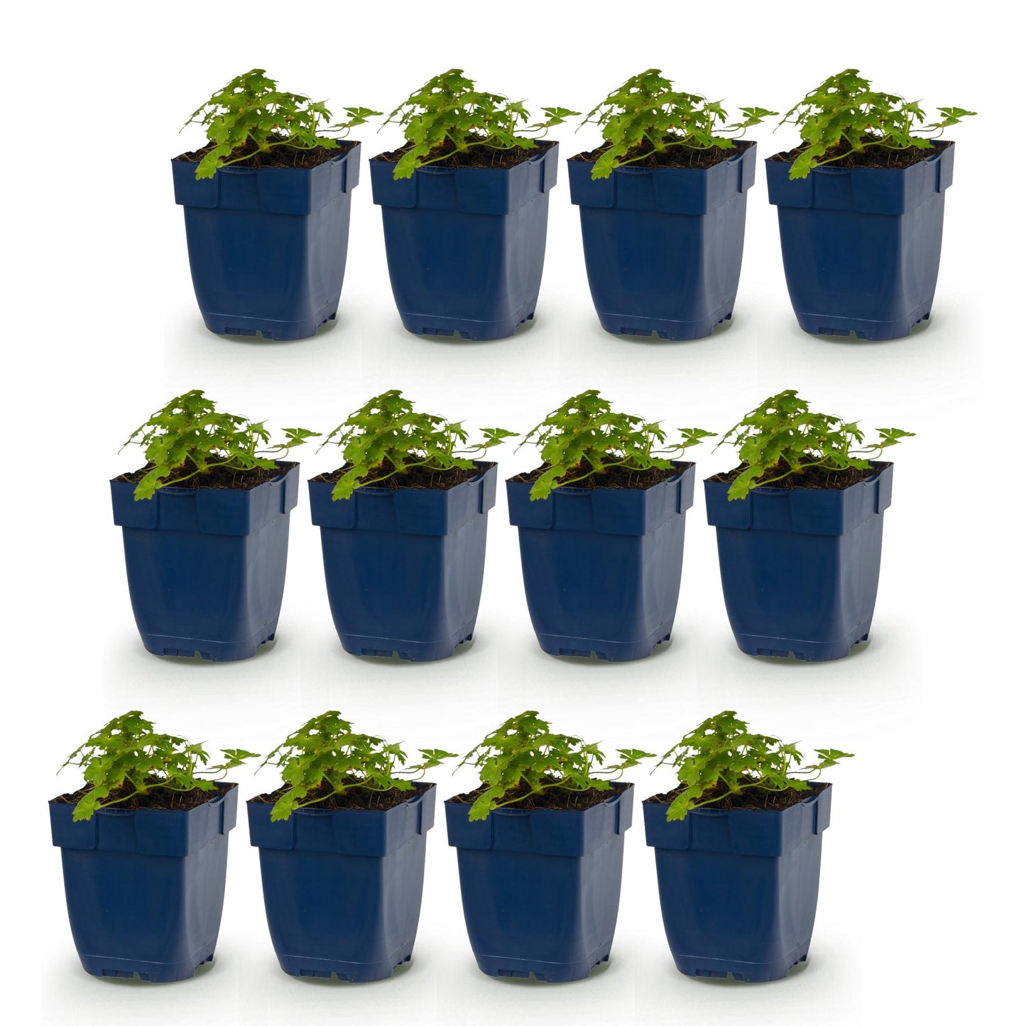 Vasteplant - Geranium macr. Spessart - Ooievaarsbek - Bodembedekkend - Wit-Roze - 12 Planten - Pot 11cm - Hoogte 15-25cm