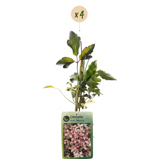 4x Clematis mont. 'Marjorie' - Mountain Clematis - Pink - Climbing plant - Ø9cm - ↕35cm
