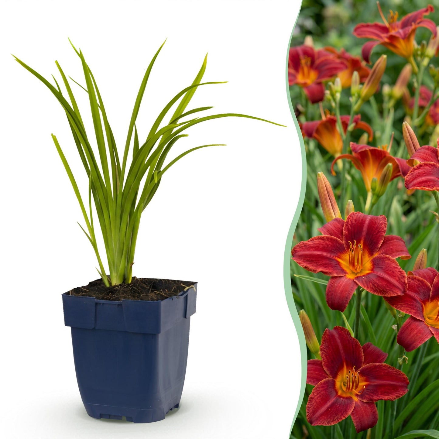 Perennial - Hemerocallis Autumn Red - Daylily - Bee and Butterfly Attractants - Red - 1 Plant - Pot 11cm - Height 15-25cm