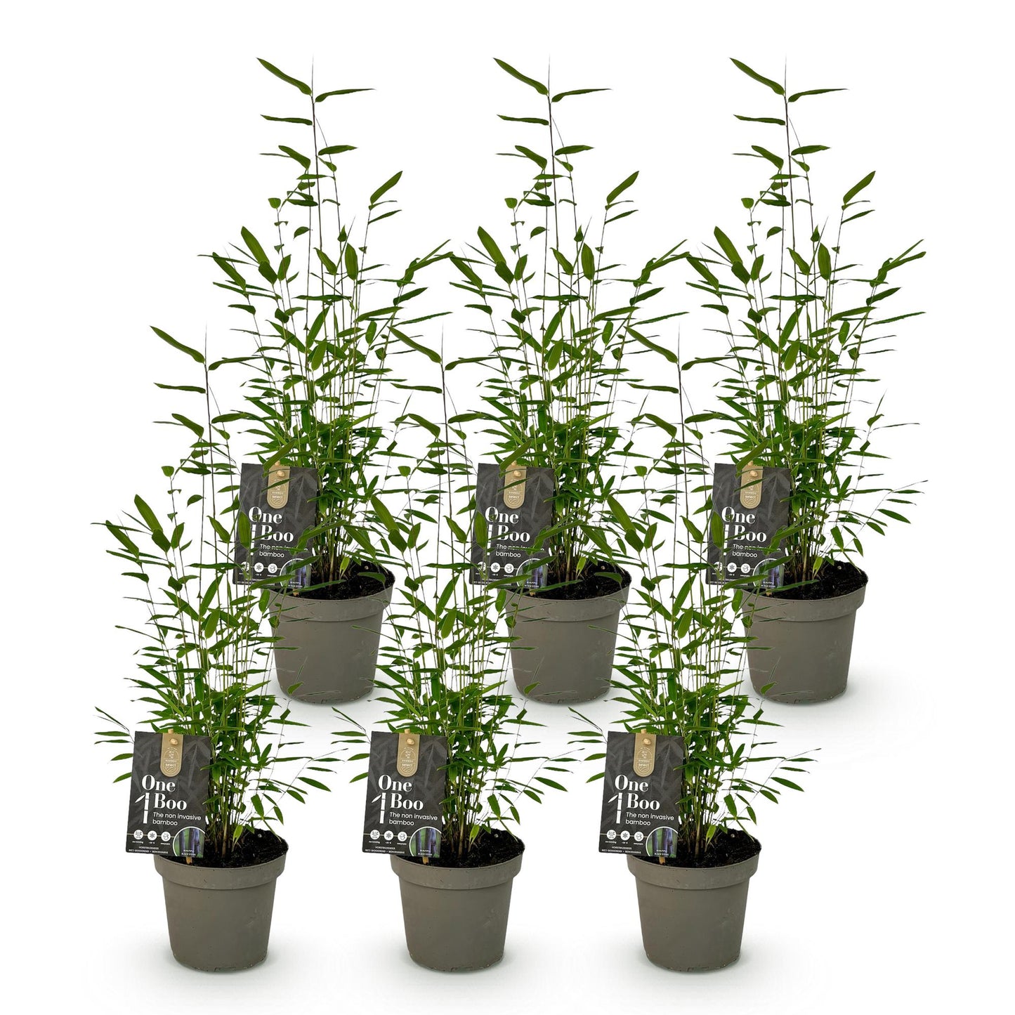 Green boutiQ - Bamboe - Fargesia Black Dragon - Bladhoudend - Niet Woekerend - Groen - 6 Planten - Pot 14cm - Hoogte 35cm