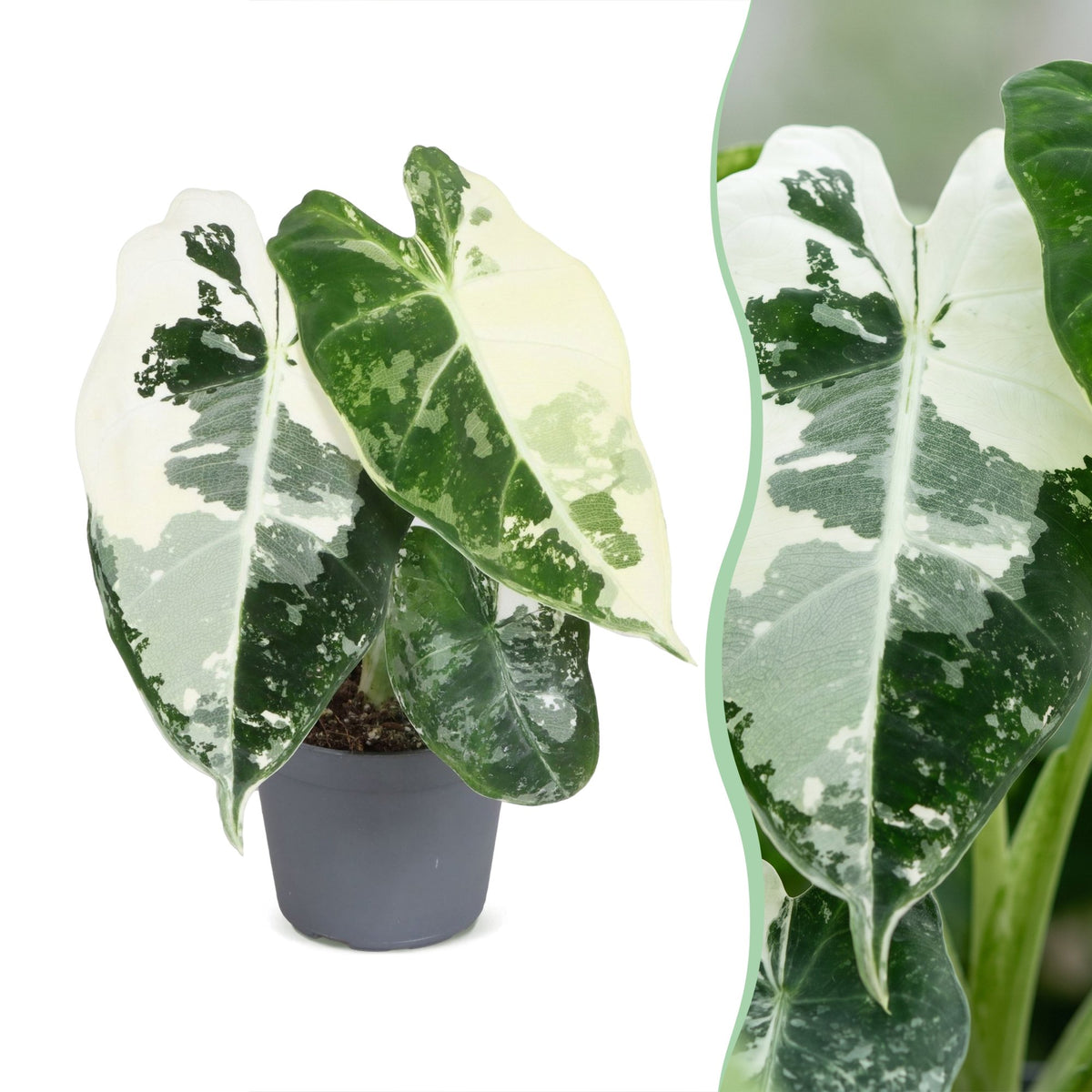 Alocasia Frydek Variegata - Alocasia Frydek Variegata - Green - Variegated - Tropical - Ø6cm - ↕12cm