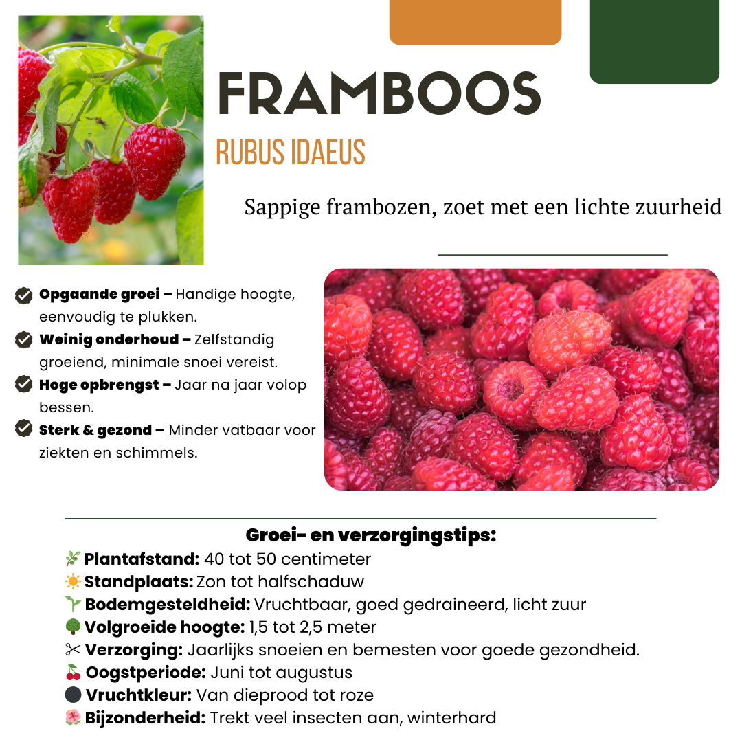 "Festa dei frutti" Set mix di 3 diverse varietà di piante da frutto BIO