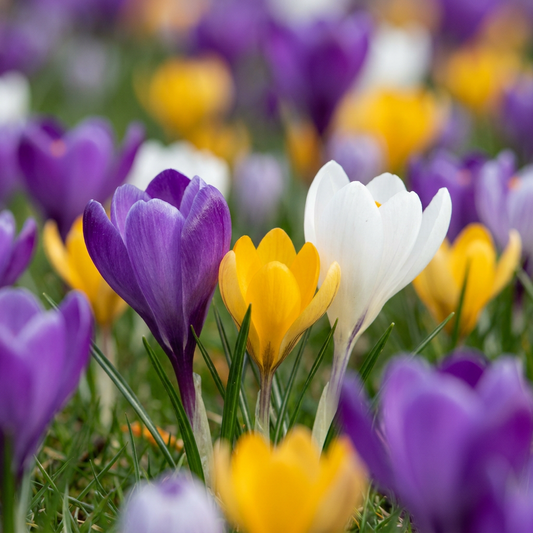 280x Crocus mix - Mixed Crocuses - Various - Naturalising bulb - Bulb size 7/8