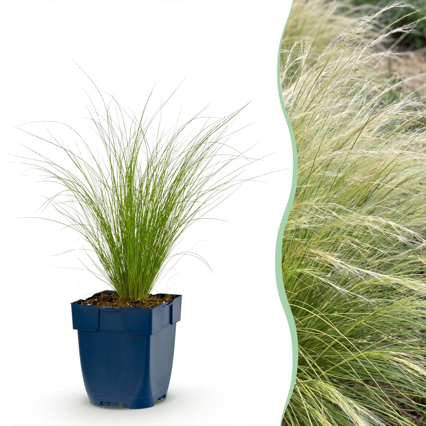 Grassen - Stipa tenuissima Ponytails - Vedergras - Groenblijvend - Groen - 24 Planten - Pot 11cm - Hoogte 15-25cm