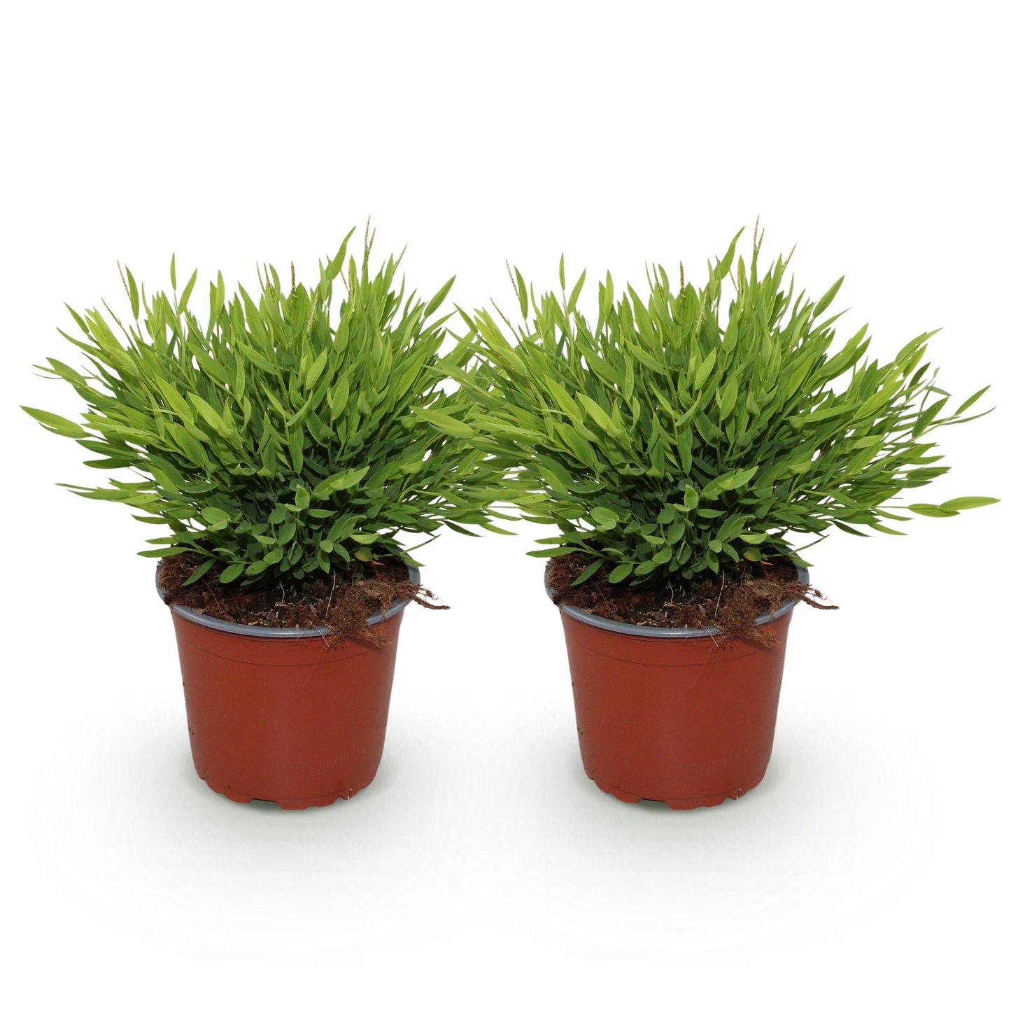 Green boutiQ - Houseplant - Bamusa Pogonatherum Monica - Bamboo Grass - Pet Friendly - Green - 2 Plants - 12cm Pot - Height 30-35cm
