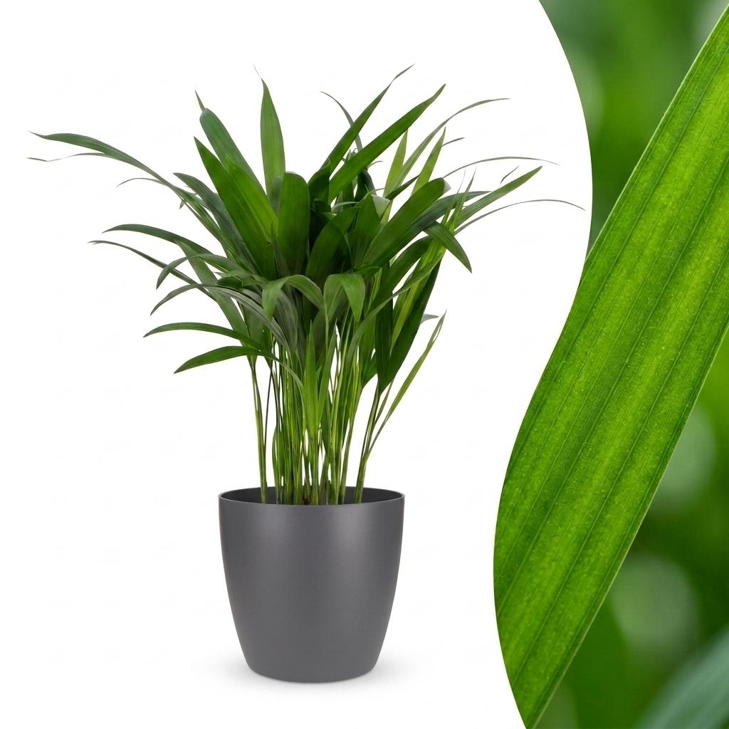 Areca Lutescens - Golden Palm - 1 Plant - with Potter Grey - Pot 12cm - Height - 45cm