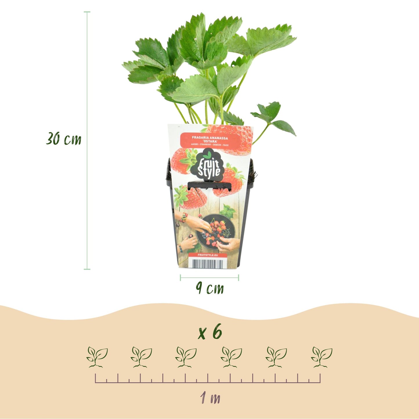 Green boutiQ - Fruit Plants - Strawberry - Fragaria Maxim - Winter Hardy - 3 Plants - 9 cm Pot - Red Strawberry