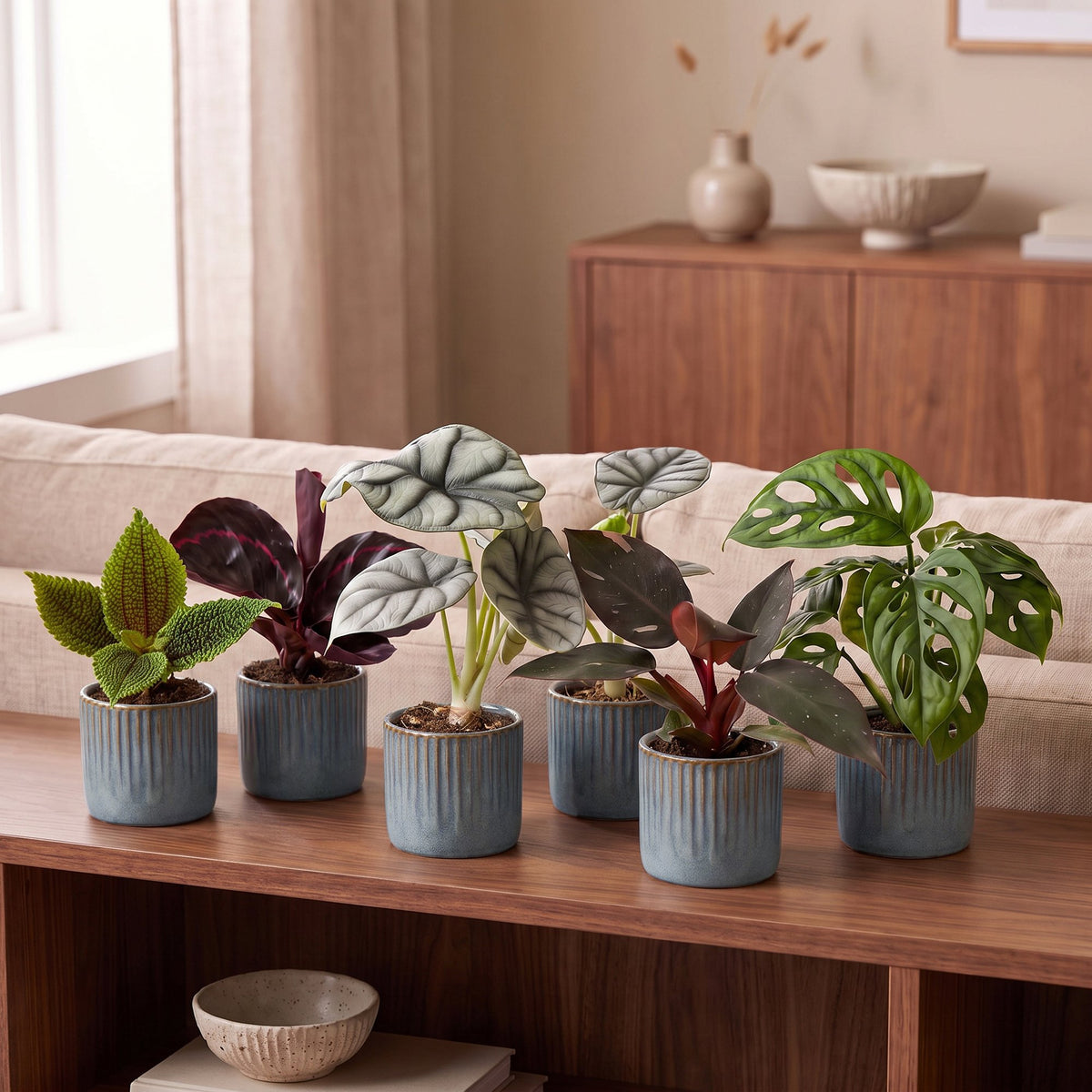 6x Baby Jungle Mix - Vari - Tropicale - incl. Linnea Misty Blue - Ø6cm - ↕10-15cm