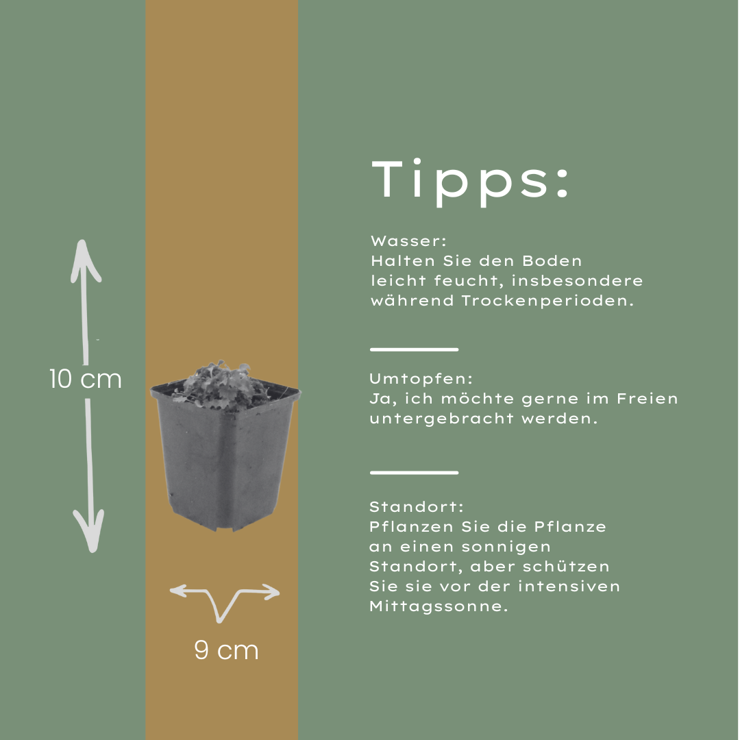 12x Campanula portenschlagiana - ↕10-25cm - Ø9cm