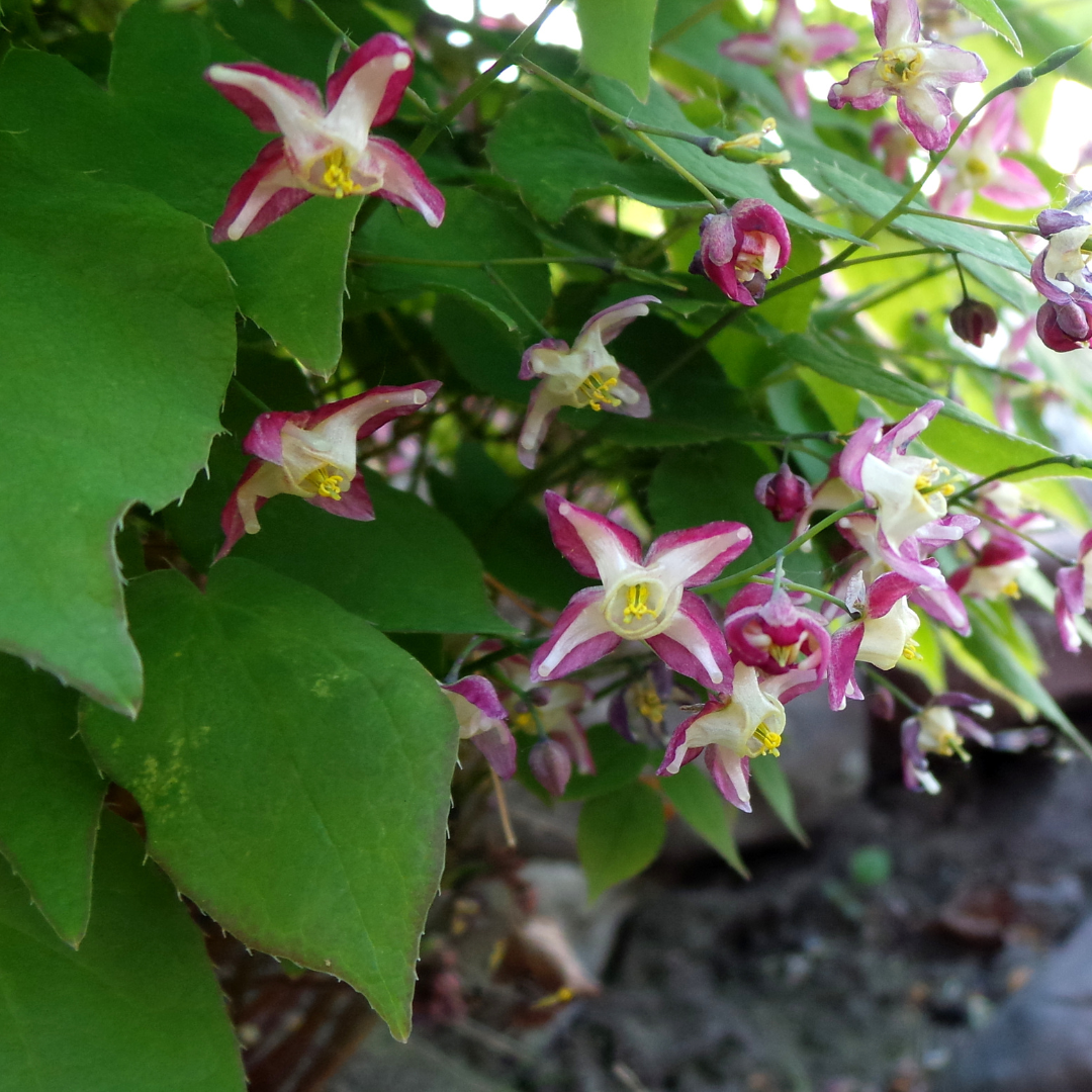 60x Epimedium rubrum - ↕10-25cm - Ø9cm