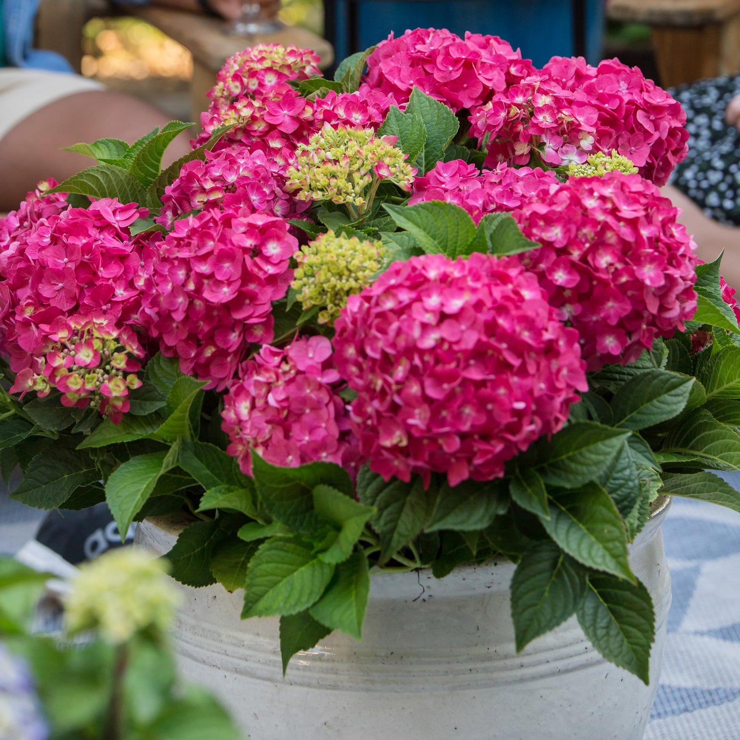 Tuinplant - Hydrangea Endles Summer Summer Love Red - Hortensia - Winterhard - Rood - 1 Plant - Pot 14cm - Hoogte 20-25cm
