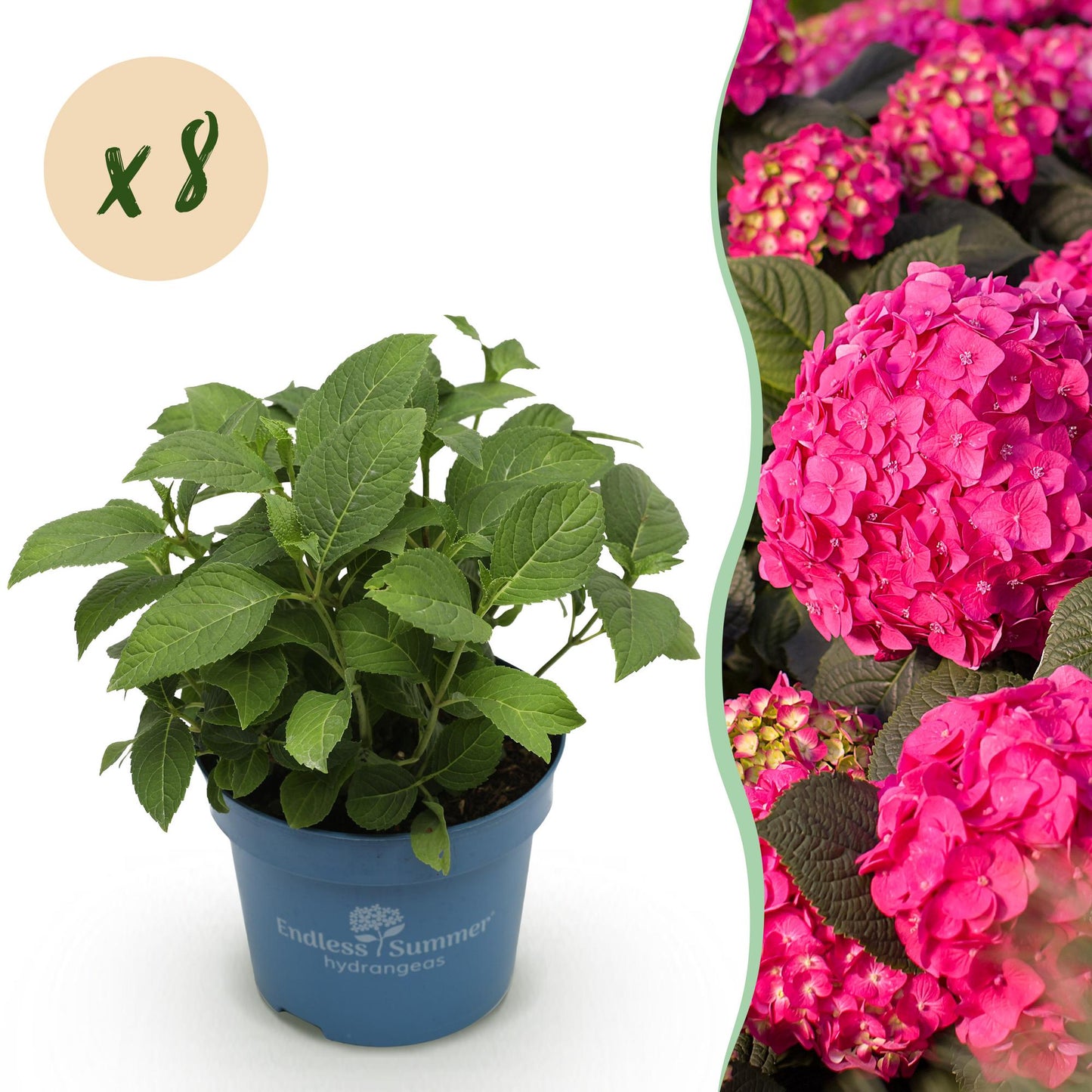 Green boutiQ - Garden Plant - Hydrangea Endless Summer Summer Love Red - Hydrangea - Hardy - Red - 8 Plants - Pot 14cm - Height 20-25cm