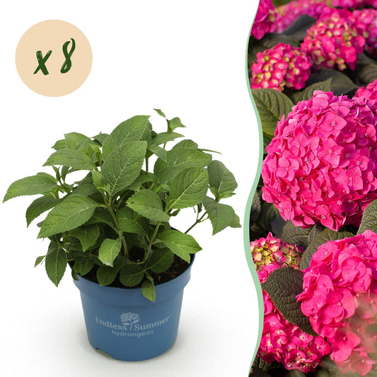 Green boutiQ - Garden Plant - Hydrangea Endless Summer Summer Love Red - Hydrangea - Hardy - Red - 8 Plants - Pot 14cm - Height 20-25cm