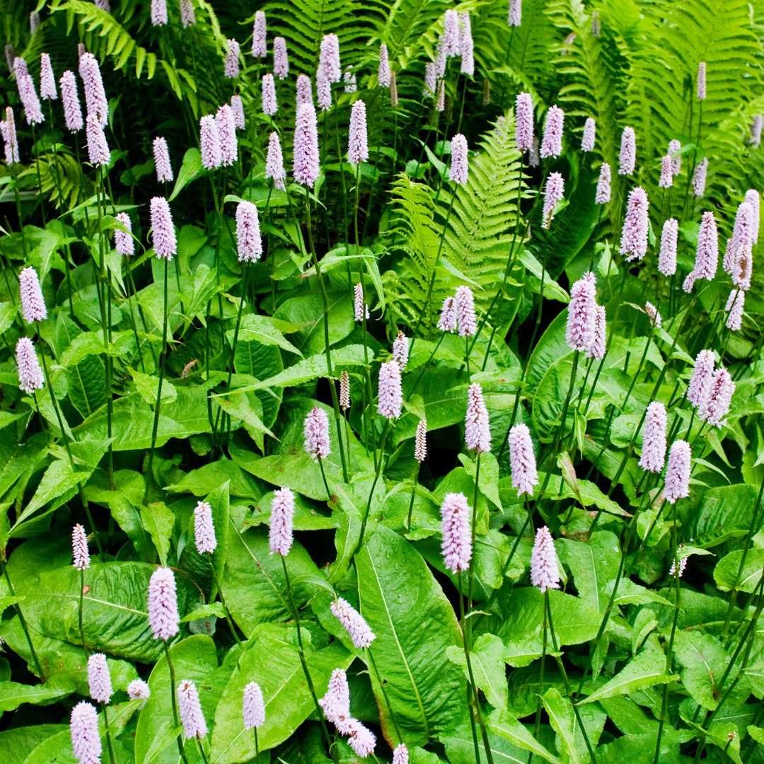 60x Persicaria bistorta - ↕10-25cm - Ø9cm