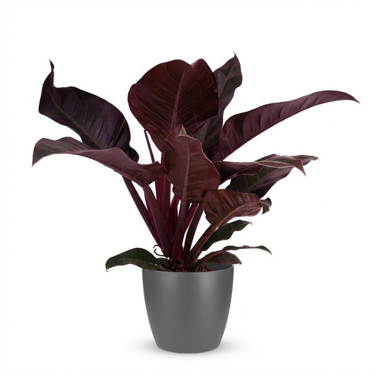 Green boutiQ - Houseplant - Philodendron - Philodendron Imperial Red - Red - Low maintenance - 1 Plant - with Grey Potter - Pot 19cm - Height 60cm