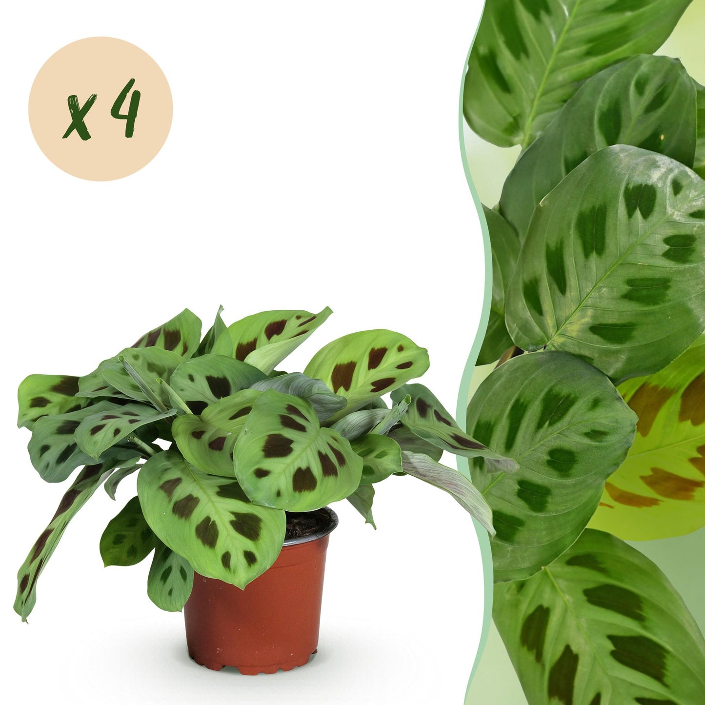 Green boutiQ - Houseplant - Maranta Fascinator Kerchoveana - Prayer Plant - Pet-Friendly - Green - 4 Plants - 12cm Pot - Height 30-35cm