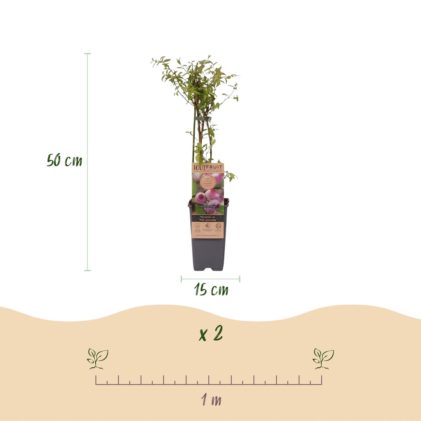 Fruit Plant - Vaccinium cor. Pink Lemonade - Pink Blueberry - Winter Hardy - Pink Berry - 2 Plants - Pot 15cm - Height 50cm