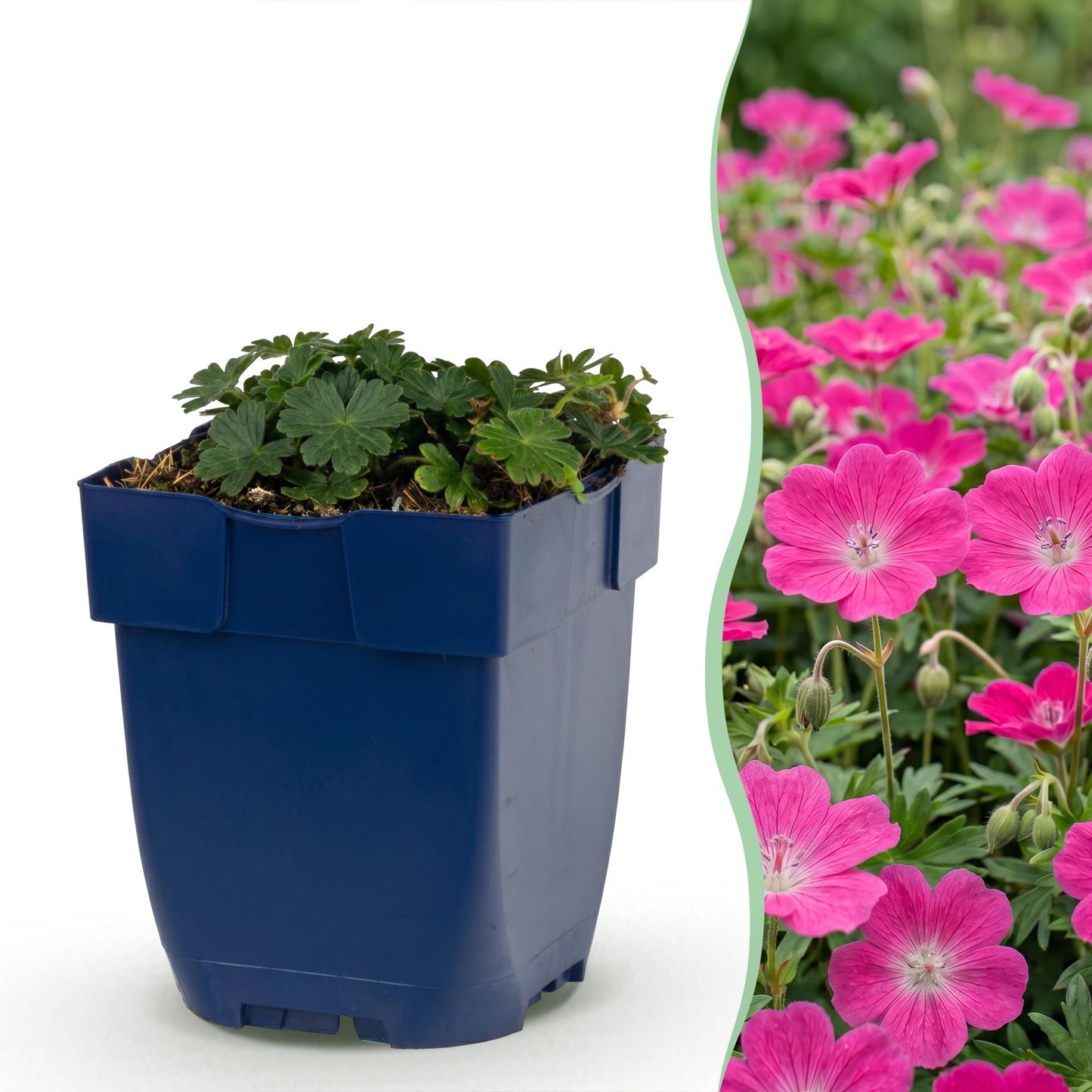 Vasteplant - Geranium sang. Max Frei - Ooievaarsbek - Bodembedekkend - Roze - 12 Planten - Pot 11cm - Hoogte 15-25cm
