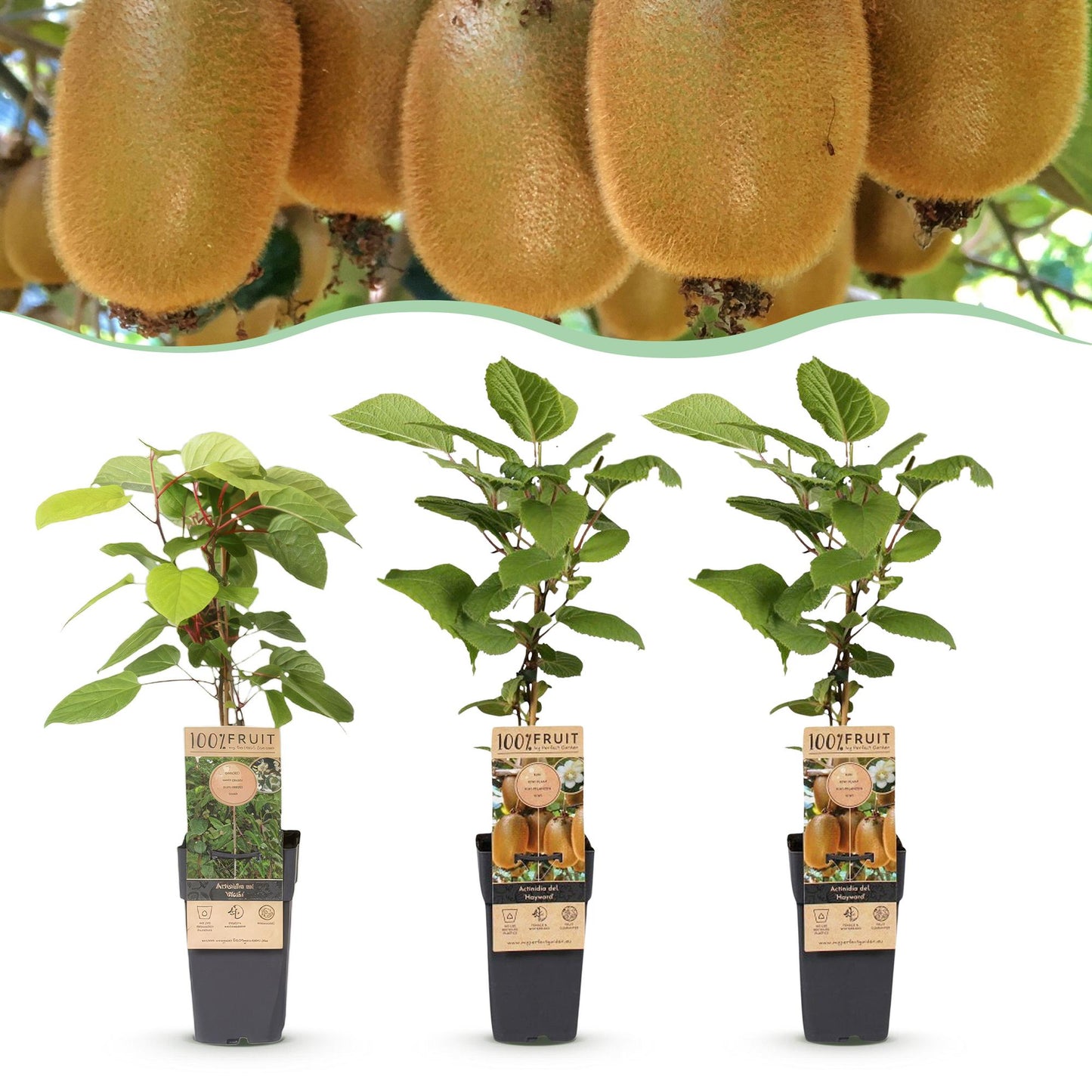 Green boutiQ - Plante fruitière - Actinidia Weiki & Hayward - Plant de Kiwi - 1 Mâle - 2 Femelles - Plantes - Vert - Pot 15cm - Hauteur 50cm