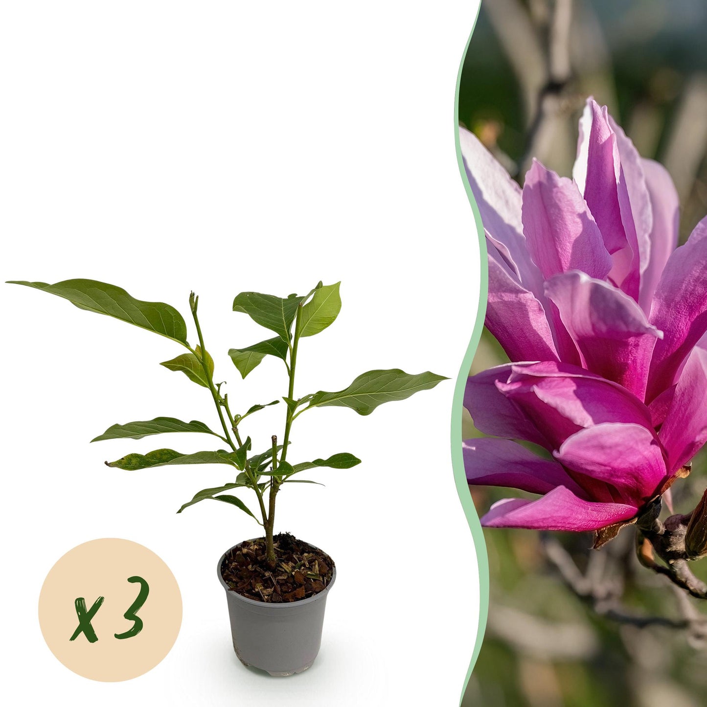 Green boutiQ - Garden Plant - Magnolia liliiflora Nigra - Purple Flower - 3 Plants - Deciduous - Low Maintenance - Pot 12cm Height 30cm