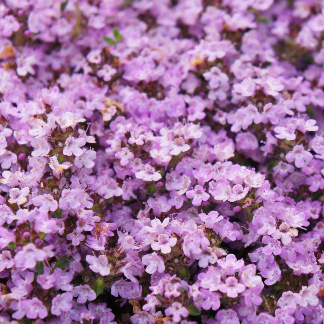 24x Thymus praecox 'Purple Beauty' - ↕10-25cm - Ø9cm