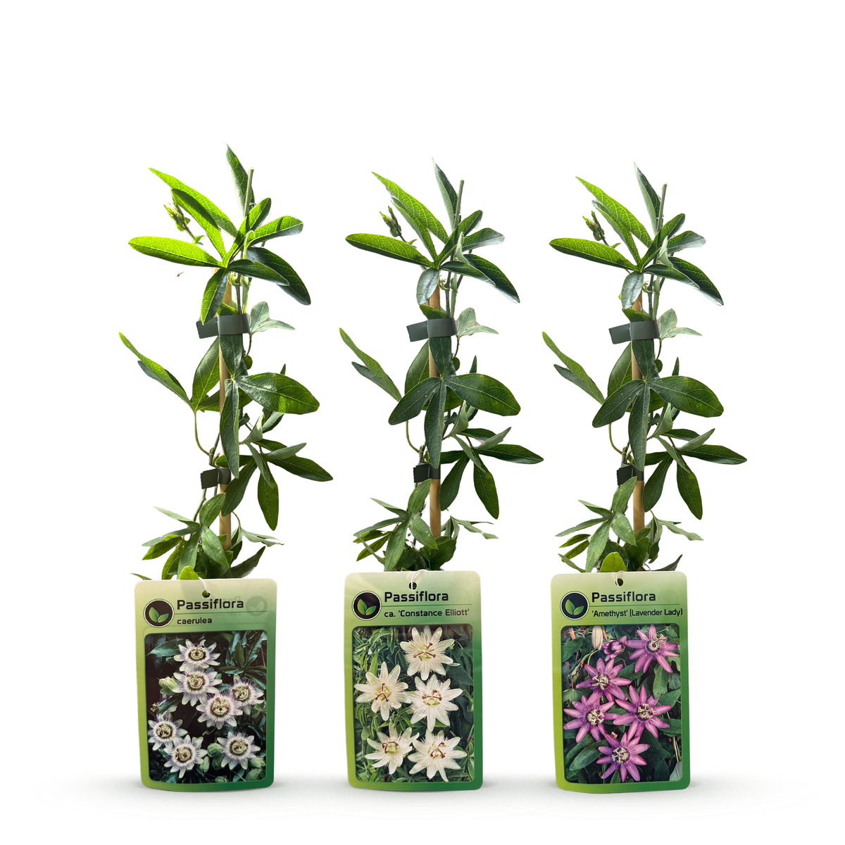 6x Passiflora Tricolour - Tricolor passion flower - White - Purple - Pink - Climbing plant - Ø9cm - ↕35cm