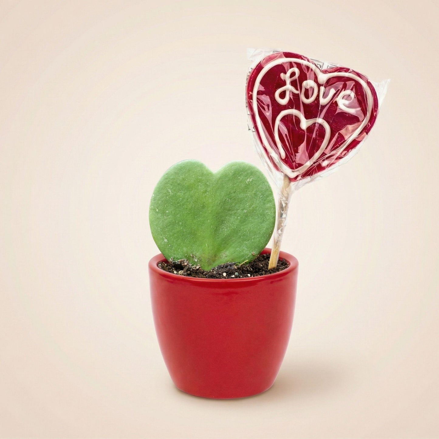 Sweetheart Plant Set - Green Mini Gift - Pot &amp; Plant Set - Red