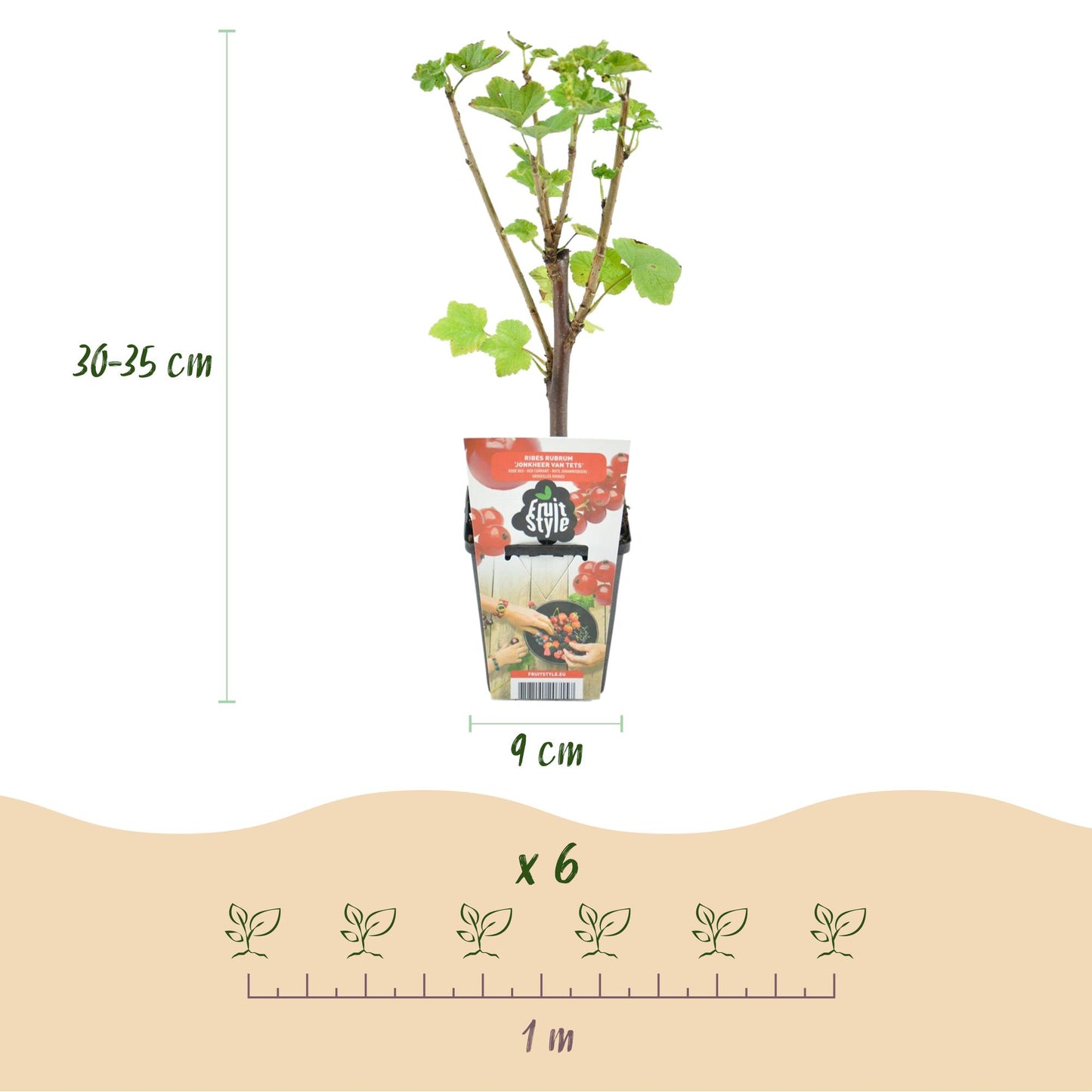 Fruitplanten - Rode Bes - Ribes rubrum Jonkheer van Tets  - Winterhard - 6 Planten - Pot 9 cm - Rode Bes