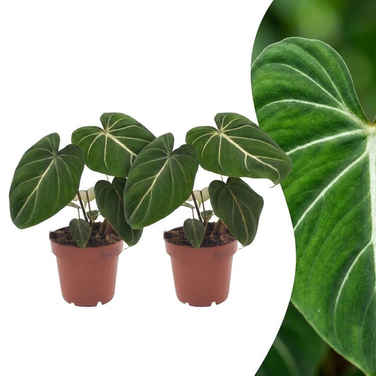 Philodendron Gloriosum - Glorious Philodendron - 2 Plants - 12cm Pot - 25cm Height