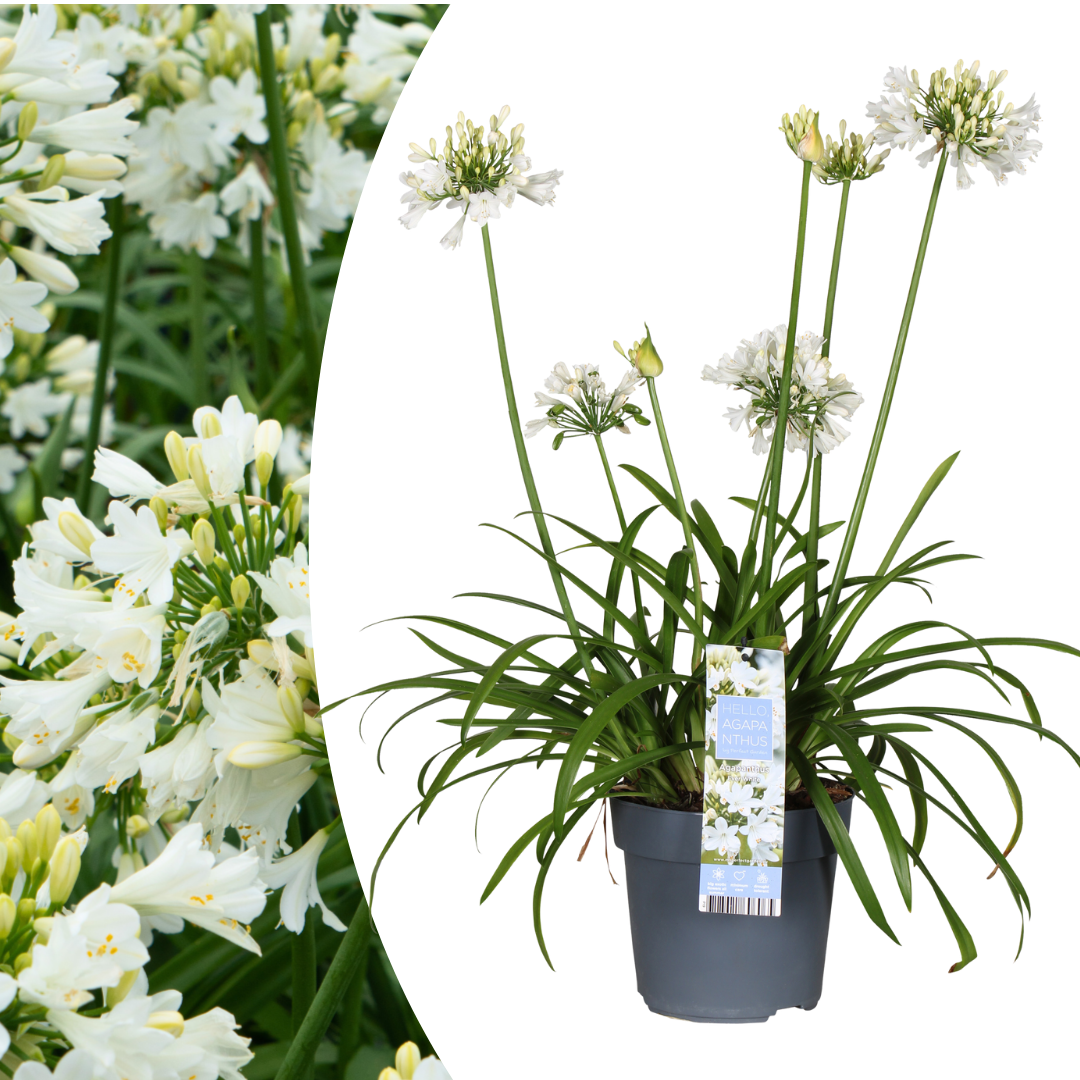 Agapanthus 'Everwhite' 23cm