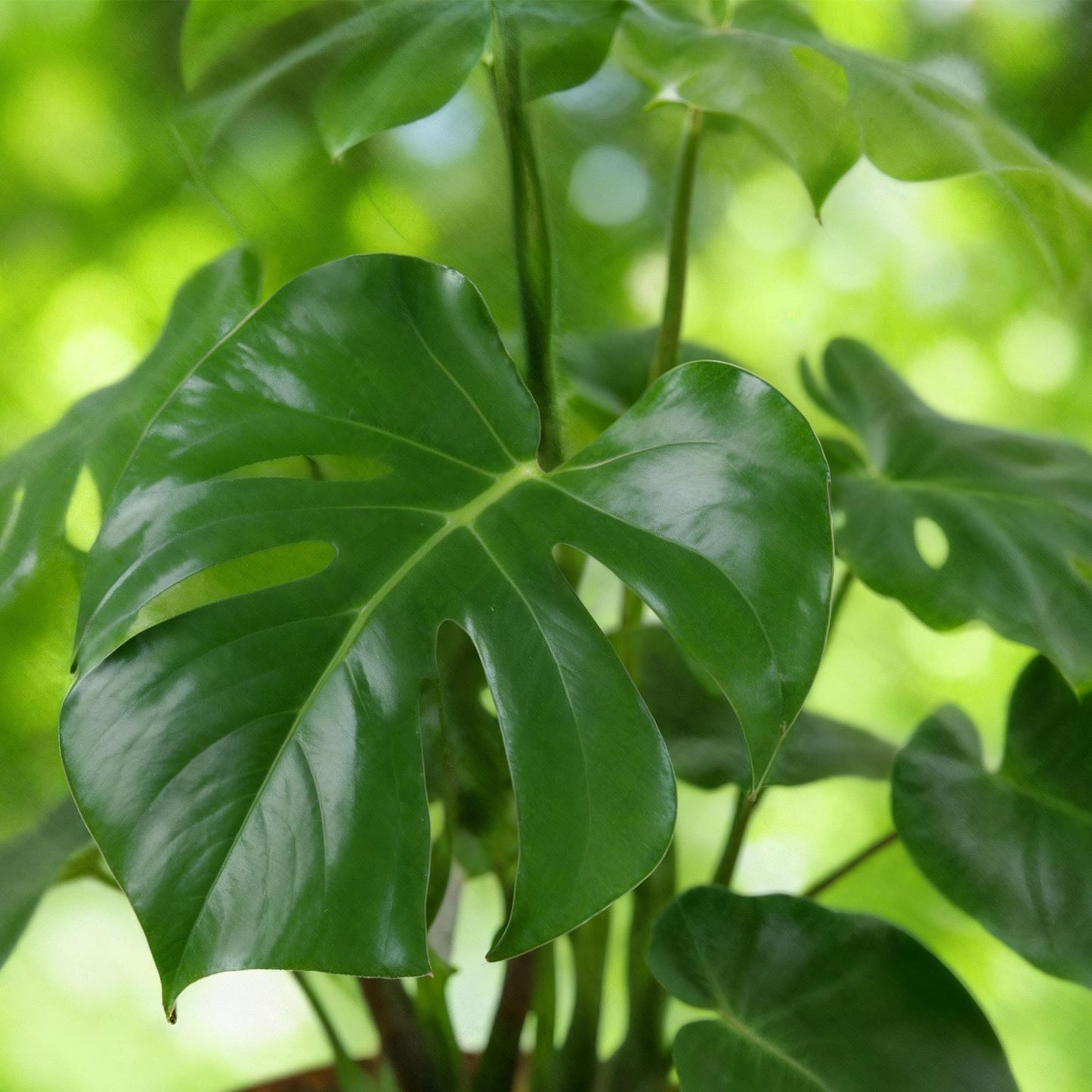 Green is... Houseplants - Monstera Deliciosa - Swiss Cheese Plant - Low maintenance - Green - 1 Plant - Pot 17cm - Height 50-55cm