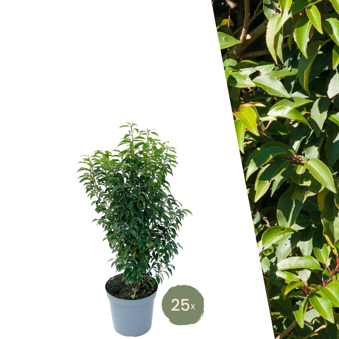 25 piante grandi di Lauroceraso Portoghese per 10 metri lineari di siepe | ↨ 80-100 cm in vaso da 12 litri